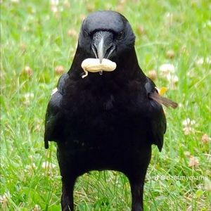 Meet your Posher, Kira